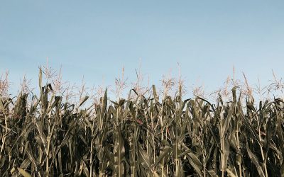 Dit is die droë jare wat die harde hout maak
