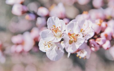 Perskebome van dankbaarheid