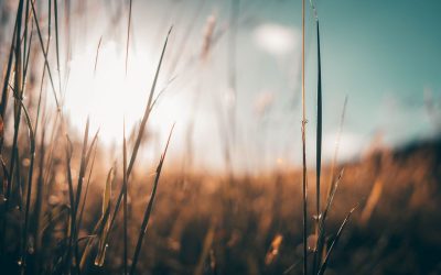 Want die land is Myne