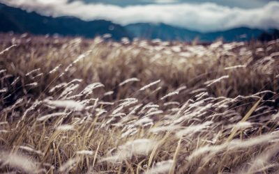 Die wonder van die wind