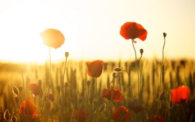 Al die blomme van môre lê in die sade wat vandag geplant word…