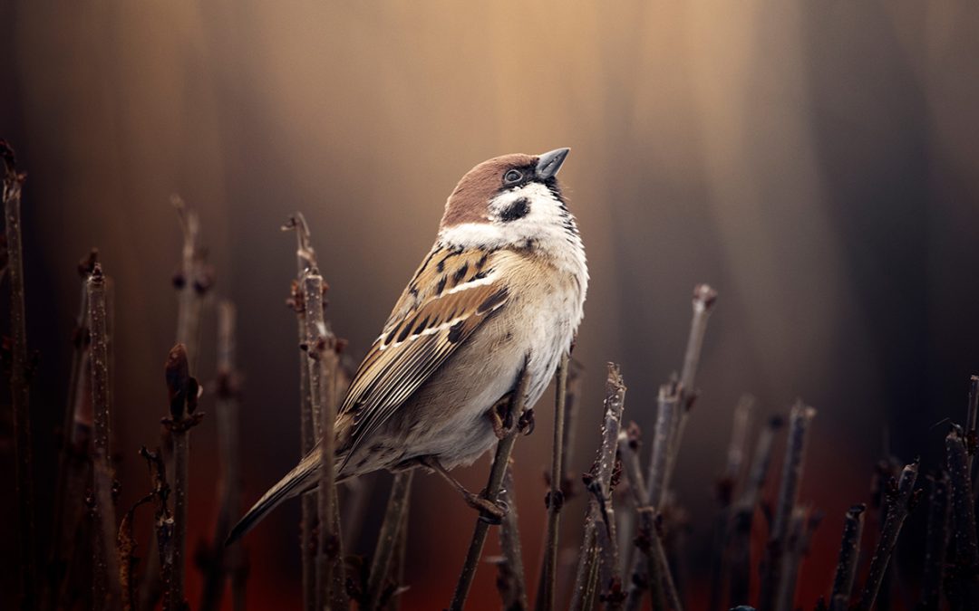 Verniet en vernietig